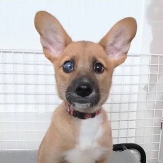 香川県から来た あこ