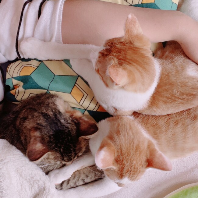 しもちゃんハウスのカバー写真