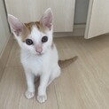 生後2ヶ月程度のチャシロ君