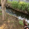 鴨さんと鯉さんを眺めるメロディー様