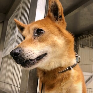 穏やかわんこ セーノくん 新しい家族募集します！