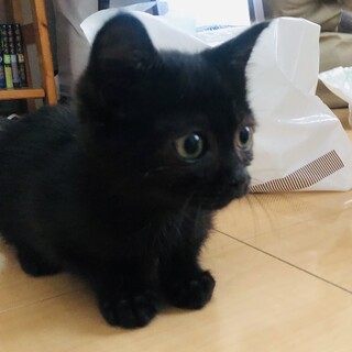 元気いっぱい、かわいい黒猫ちゃんです