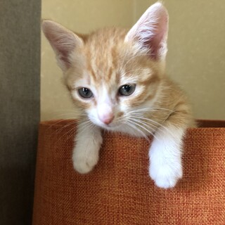 最初は人見知りしますが、慣れるとゴロゴロです。