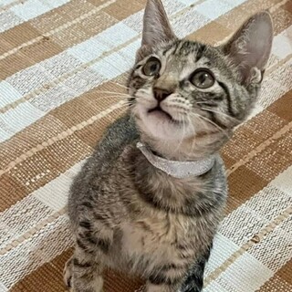 シルバーちゃん♡抱っこできます。