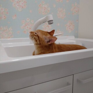 お茶目な茶トラの男の子