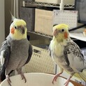 【9/5募集停止中です】オカメインコのつがいです。