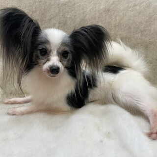 他ブリーダーさんからの女の子