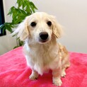 【子犬】元気いっぱい♪ 人なつっこい かける君♪
