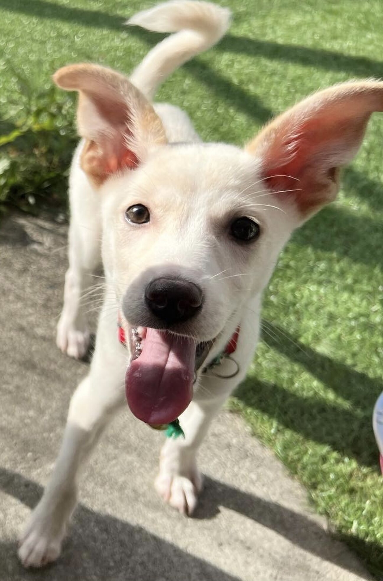 大きい耳がチャームポイントぎん 兵庫県 犬の里親募集 47 ペットのおうち 月間利用者150万人