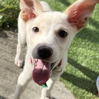 大きい耳がチャームポイントぎん