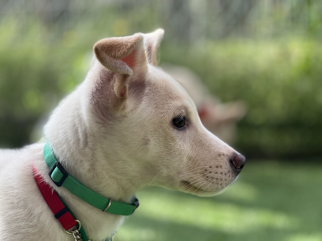 大きい耳がチャームポイントぎん 兵庫県 犬の里親募集 47 ペットのおうち 月間利用者150万人