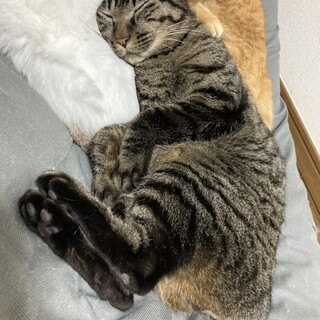 【去勢済】キジトラ　オレオくん