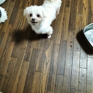 マルチーズ　♀　女の子　8歳　ホワイト