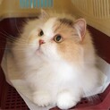 可愛いスコティッシュ「ミーちゃん」）