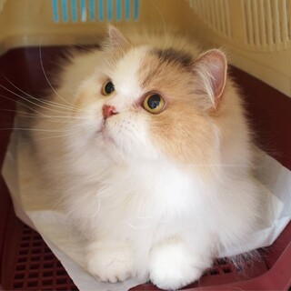 可愛いスコティッシュ「ミーちゃん」）