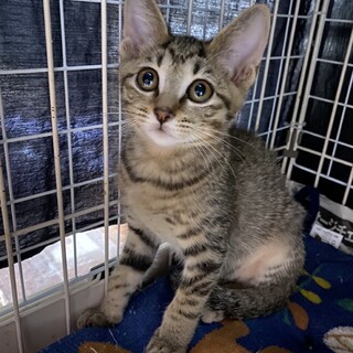 可愛いキジトラの女の子