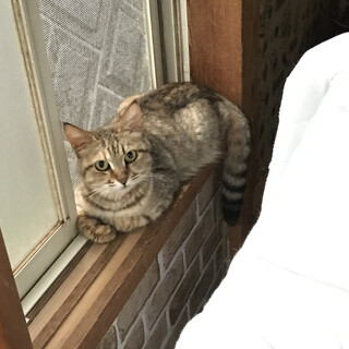 のんびりおとなしい　麦わらちゃん