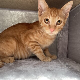 【茶トラ】かわいい茶トラ(=^x^=)