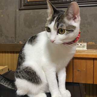 クリックリな目でママ大好きな女の子です♡