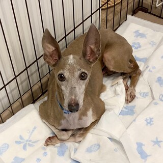 イタグレちゃんの里親募集