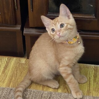 淡い毛色が美しい人馴れ抜群の茶トラ