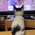 後ろ姿がキュート♪な白黒猫