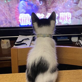 後ろ姿がキュート♪な白黒猫