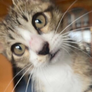 凄く人馴れした可愛いチビにゃん、キジ白のハーブ君！