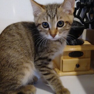 人馴れしてきました  あんずちゃん