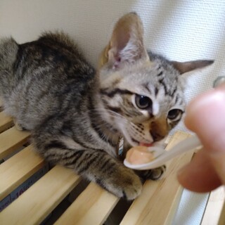 人馴れしてきました  みるくちゃん