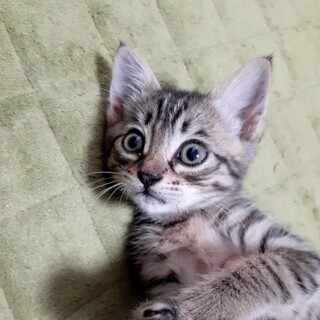 キジトラ   甘えん坊 みきちゃん