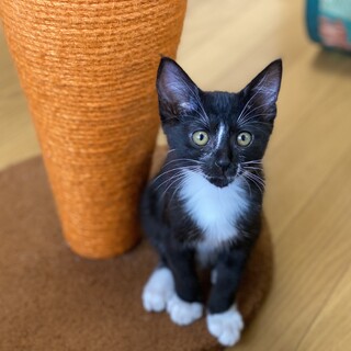 甘えんぼさんで穏やかなカヌレ