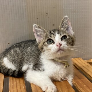 大人猫大好き★のだ君★