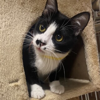 白黒ハチワレ、白靴下の兄妹の甘えん坊の男の子♡