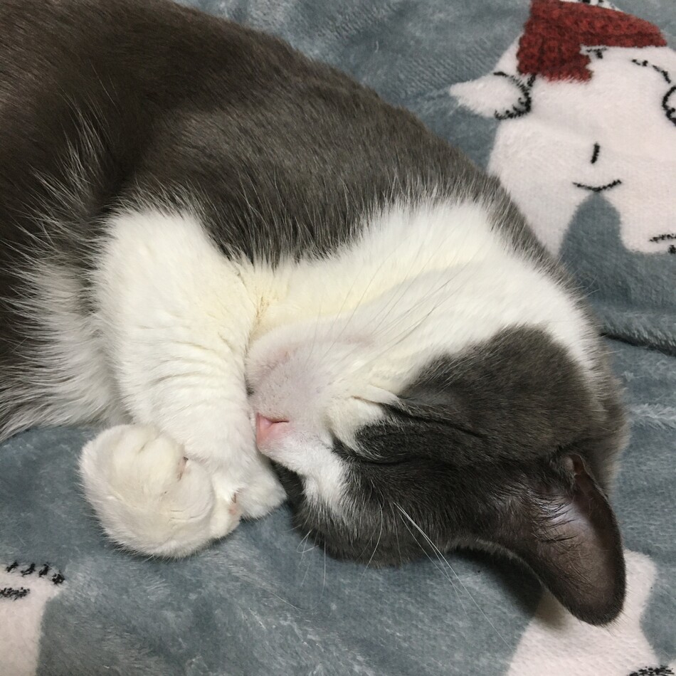 マメちゃんのカバー写真