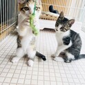 エリカちゃんありがとうございました