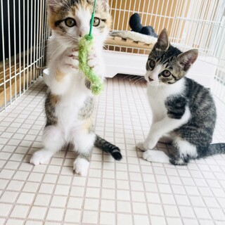 エリカちゃんありがとうございました