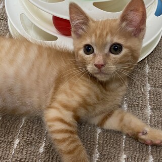 コロコロのかわいい茶トラくん✨