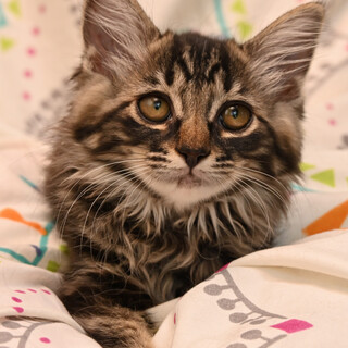 人馴れ問題なし！キジトラ長毛ナナちゃん