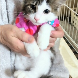 毛長の美人な子猫フワちゃん
