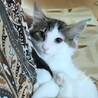 毛長の美人な子猫フワちゃん サムネイル2