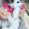 毛長の美人な子猫フワちゃん サムネイル3