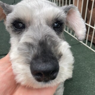 ユキちゃん⭐︎穏やかに余生を過ごしたい！