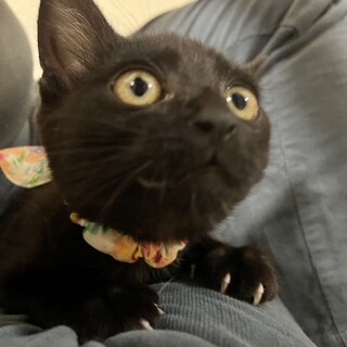 ゴロゴロ甘えん坊な黒ちゃん⭐︎