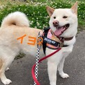 ビビりだけど頑張ってます！イヨちゃん