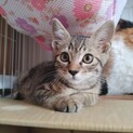 キジトラ子猫ティガー