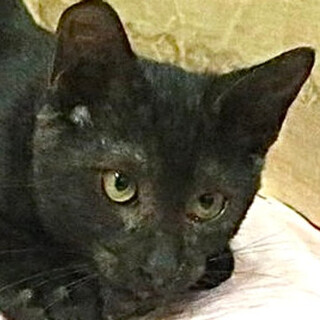 黒猫｢4s94｣ SKU： 4s94