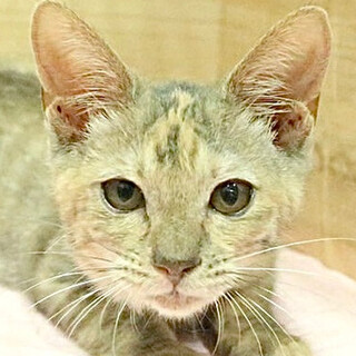 さび猫｢4s95｣ SKU： 4s95