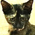 さび猫｢4s96｣ 