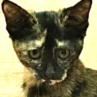 さび猫｢4s96｣ 